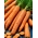 Carrot "Karotina" - early, sweet variety with high carotene content - 100 grams