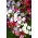 トレーリングペチュニア - バラエティミックス -  720種子 - Petunia hybrida pendula - シーズ