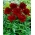 Peony, Paeonia - Red Charm - seedling - XL pack - 50 pcs