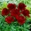 Peony, Paeonia - Red Charm - seedling - XL pack - 50 pcs
