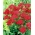 Rebríček obyčajný "Red Velvet" - výrazne červené kvety - XL balenie - 50 ks