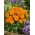 Ringblomst med orange blomsterkrukke; ruddles, almindelig morgenfrue, skotsk morgenfrue - 