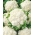 Cauliflower "Snowball X" - medium late variety