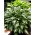 Univittata hosta, plantain lily - XL pack - 50 pcs