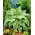 Yellow River hosta, plantain lilja - XL pakkaus - 50 kpl