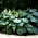 Kingsize hosta, piantaggine giglio - foglie di taglia XL - confezione XL - 50 pz