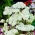 White Beauty vanlig ryllik - hvite blomster - XL-pakning - 50 stk