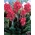 Crimson Beauty canna lily - XL iepakojums - 50 gab.