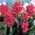 Crimson Beauty canna lily - XL pack - 50 pcs