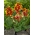 Queen Charlotte canna lilja - XL pakkaus - 50 kpl