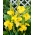 Yellow canna lily - XL pack - 50 pcs