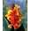 Yellow-Red canna lily - XL pack - 50 pcs