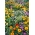 Seleção de plantas repelentes de pulgões - repelentes de pulgões em floração - 