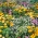 Seleção de plantas repelentes de pulgões - repelentes de pulgões em floração - 