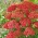 Common Yarrow - Rainbow Sparkling Contrast - Red with Yellow Centre - Large Pack! - 10 pcs.