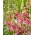 Pink Fragrant Tuberose - Polianthes Cherry - Large Pack! - 10 pcs