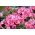 Peruvian Lily - Alstroemeria Roze - Large Pack! - 10 pcs.
