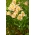 Peruansk lilja - Alstroemeria Majestic Layon - 1 st