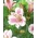 Peruvian lily - Alstroemeria Majestic Fougere - 1 pc