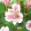 Peruvian lily - Alstroemeria Majestic Fougere - 1 pc