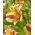 Perujska lilija - Alstroemeria Marguerite - 1 kos