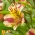Lírio peruano - Alstroemeria Marguerite - 1 pc