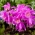 Pleione Tongariro Giardino delle Orchidee
