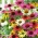 Echinacea Mix - Large Pack! - 10 pcs.