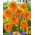 Double-flowered coneflower - Marmalade - 1 pc