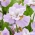Siberian Iris - Dawn Waltz - Large Pack! - 10 pcs.