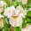 Iris de Siberie - Lemon Veil