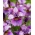Siberische iris - Licht van hart - 