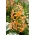 Martagon lilija, turška lilija - pomarančna marmelada
