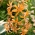 Martagon lilija, Turk's cap lilija - Apelsīnu marmelāde