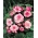 Begónia - Rózsabimbó - rózsaszín virágok - 2 db.