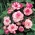 Begonia - Bocciolo di rosa - fiori rosa - 2 pz