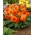 Višecvjetna begonija - Multiflora Maxima - narančasti cvjetovi - 2 kom