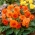 Многоцветна бегония - Multiflora Maxima - оранжеви цветове - 2 бр - 