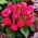 Begonia multiflor - Multiflora Maxima - flores rosas - 2 piezas