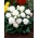 Többvirágú begónia - Multiflora Maxima - fehér virágok - 2 db.