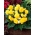 Többvirágú begónia - Multiflora Maxima - sárga - 2 db.