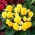 Begónia viackvetá - Multiflora Maxima - žltá - 2 ks