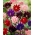 Melange Ancolie a fleurs doubles - Melange Barlow - 1 pc