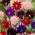 Melange Ancolie a fleurs doubles - Melange Barlow - 1 pc