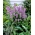 Agastache, Anise hyssop - Blue Fortune