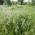 Тревна площ Kentucky bluegrass Markus - 5 кг - 