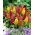 Celosia plumosa - Kimono - mix - Celosia argentea plumosa - frø