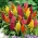 Celosia plumosa - Kimono - mix - Celosia argentea plumosa - frø