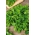 Celery "Jemny" - Apium graveolens var. Dulce - semená