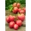 Paradicsom Szív alakú – Rapsberry pole, odrůda rapsberr Oxheart - 10 gramm - 5000 magok - Lycopersicon esculentum
